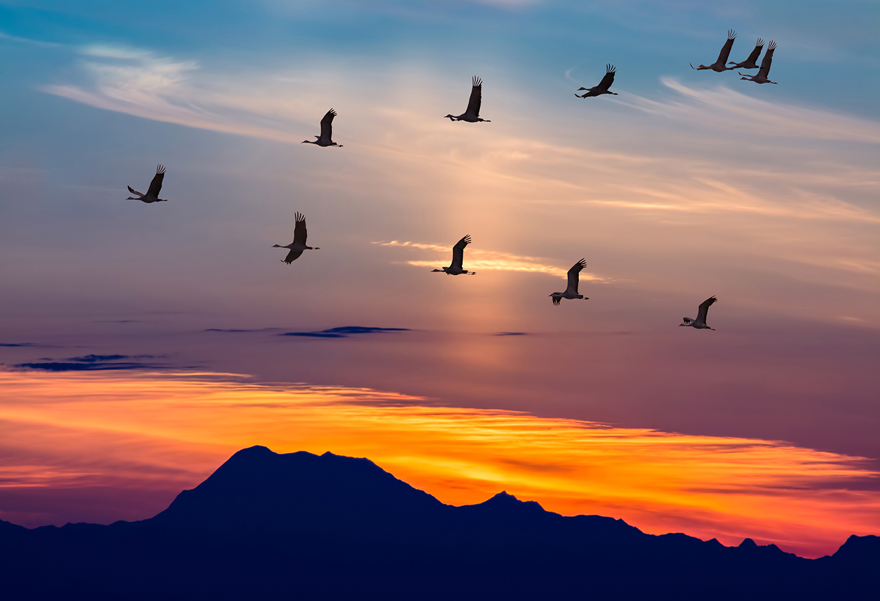 Geese flying with sunset behind