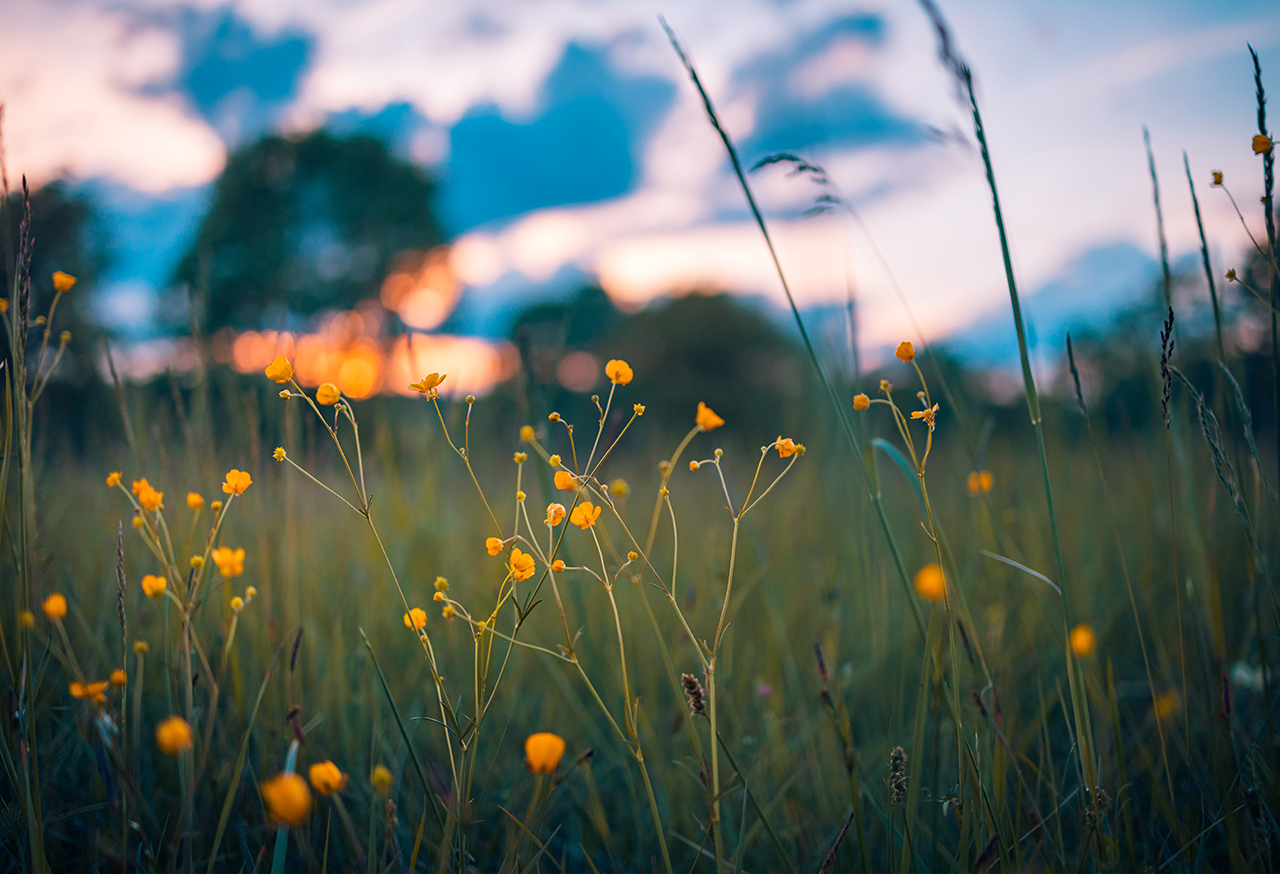 Yellow flowers in a field