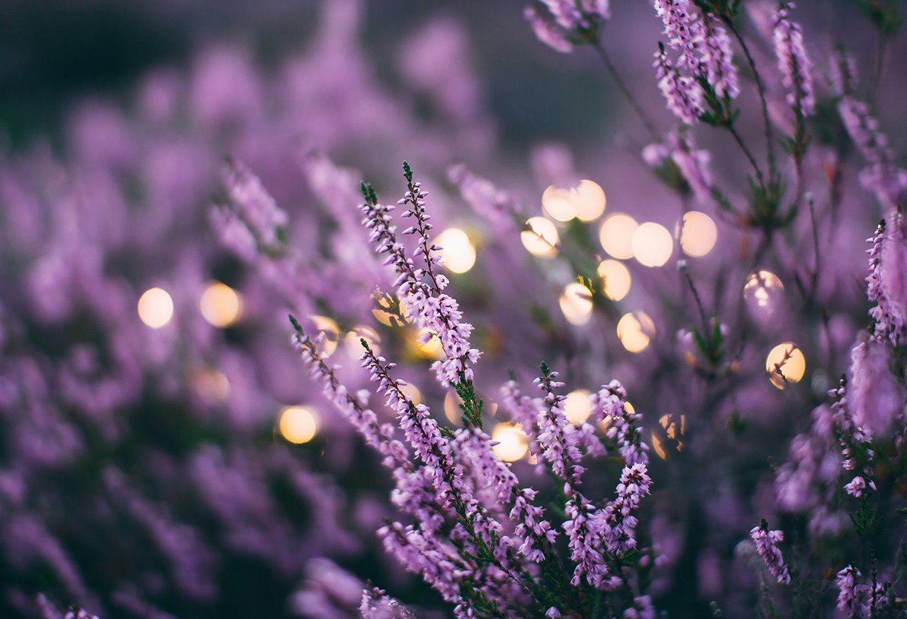 Purple wildflowers
