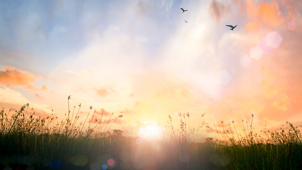 Birds flying over a field at sunset