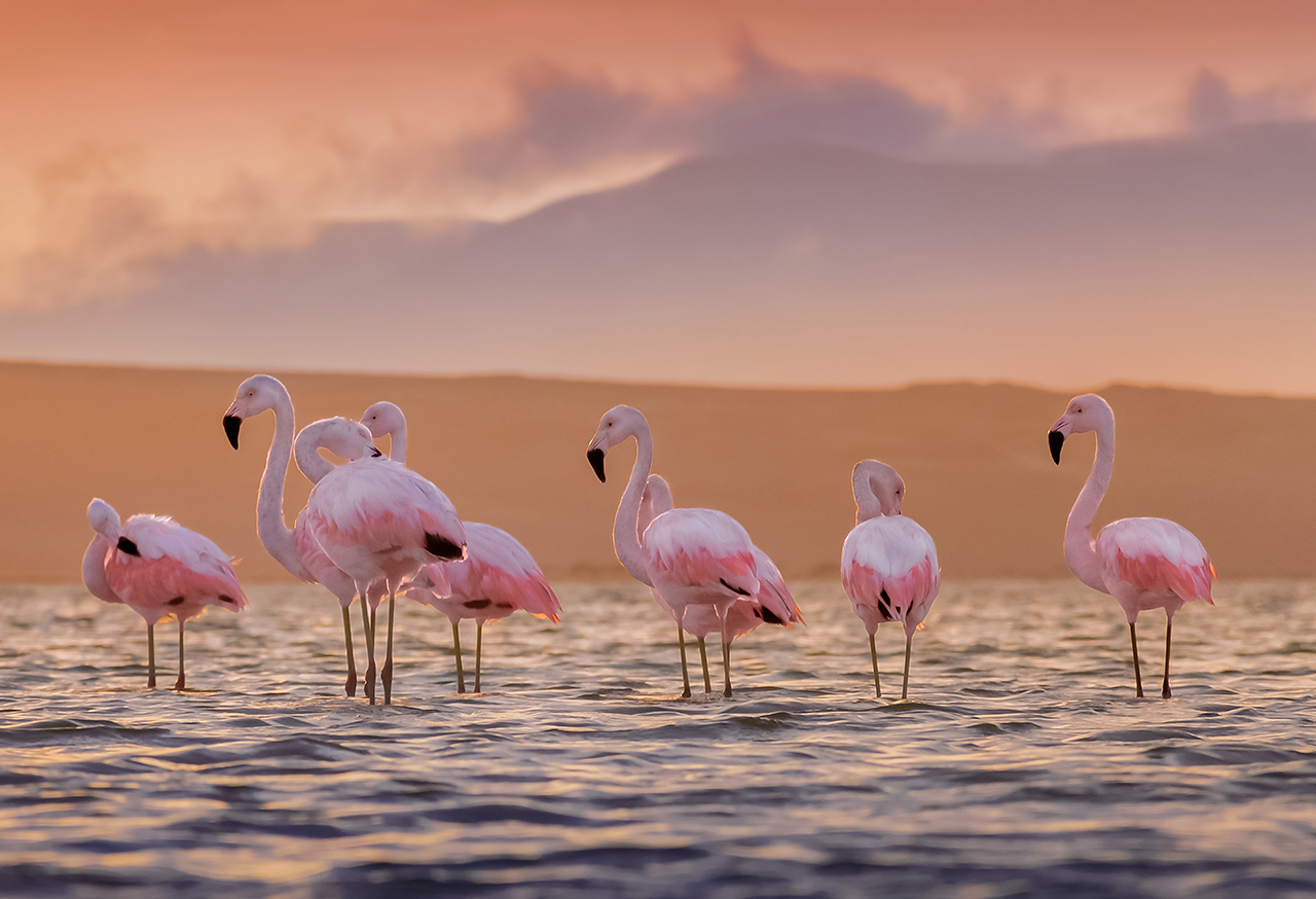 Flamingos in water